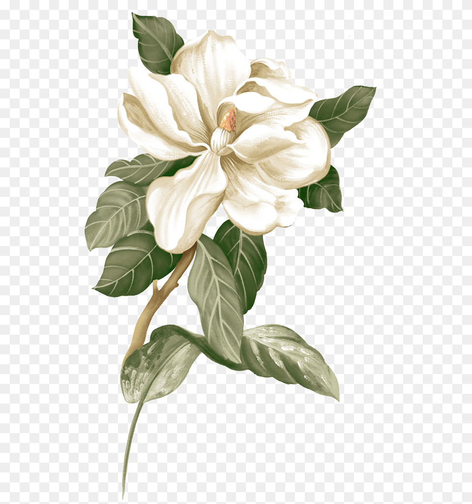 Freshcreative Gardeniasmall Flower Jasmine Illustration Jasmine Flower, Plant, Art, Painting, Drawing Free Transparent Png