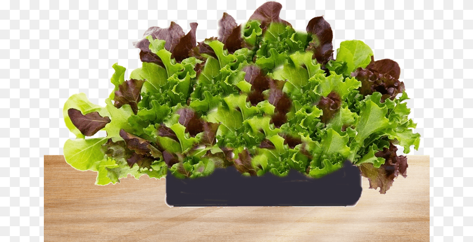 Freshly Bought Living Lettuce Superfood, Food, Plant, Produce, Vegetable Png
