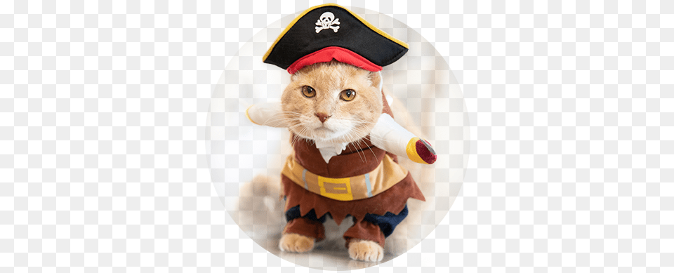 Freshstep Twitter Cat Apparel, Plush, Toy, Animal, Clothing Png Image