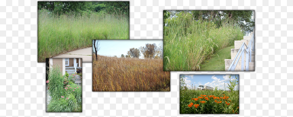 Freshwater Marsh, Art, Collage, Plant, Grass Png Image