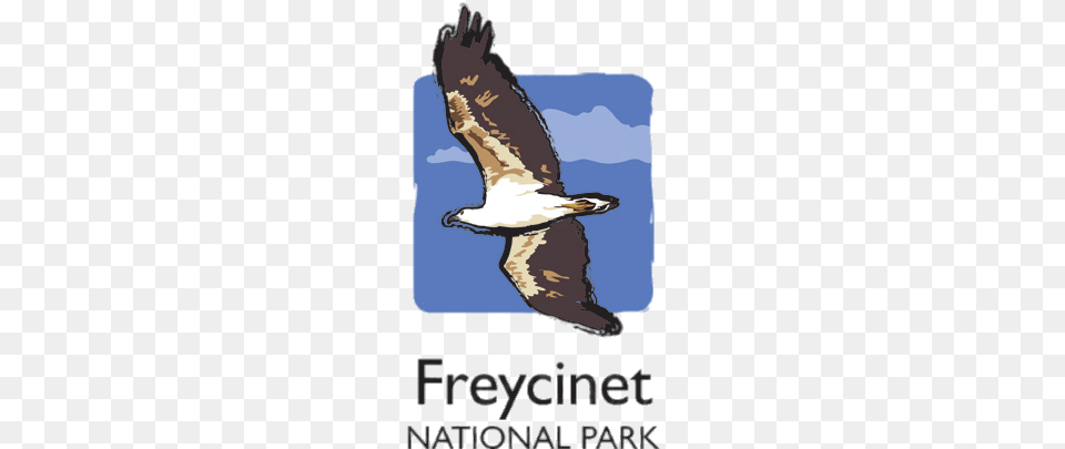 Freycinet National Park, Animal, Bird, Flying, Kite Bird Free Transparent Png