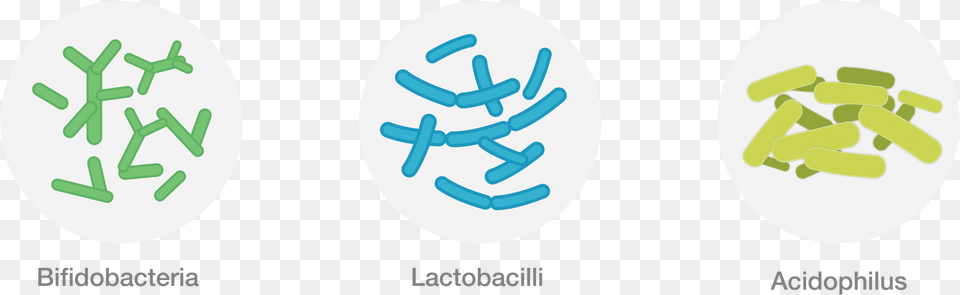 Friendly Bacteria Free Png