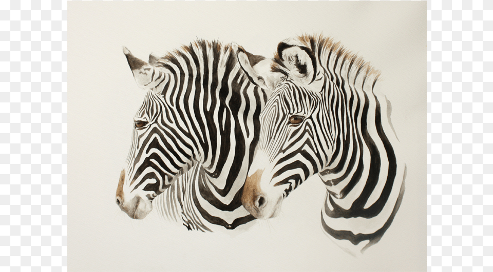 Friendly Pair Art, Animal, Mammal, Wildlife, Zebra Free Png