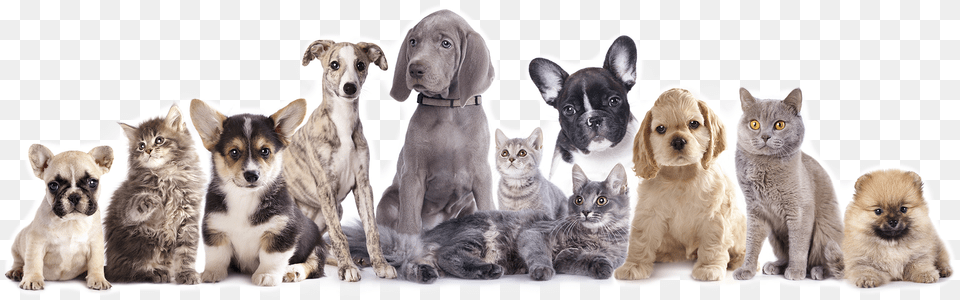 Friendly Paws Pet Resort Vaccine Cat And Dog, Animal, Canine, Mammal Png