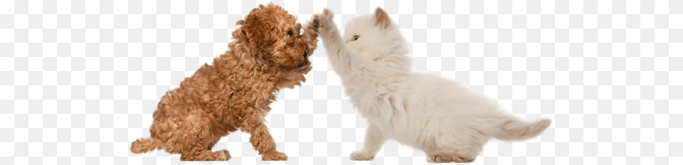 Friends Dog And Cat High Five, Angora, Pet, Mammal, Canine Free Png