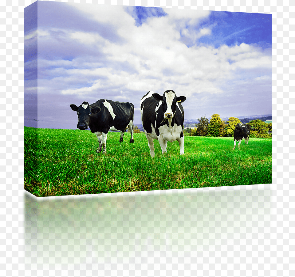 Friesian Holstein Dairy Cows New Zealand Milk Cow, Animal, Outdoors, Nature, Mammal Free Png Download