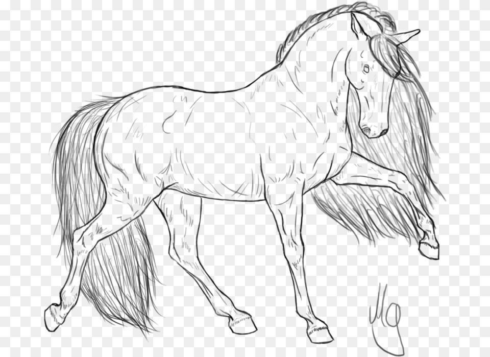 Friesian Horse Drawing, Gray Png