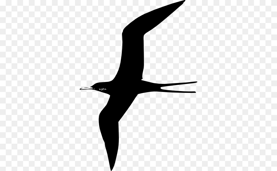 Frigate Bird Clip Art, Animal, Flying, Booby, Beak Png Image
