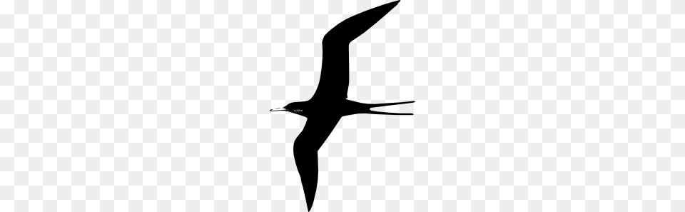 Frigate Bird Clip Art Ink Birds Art And Clip Art, Animal, Booby, Flying, Beak Free Transparent Png