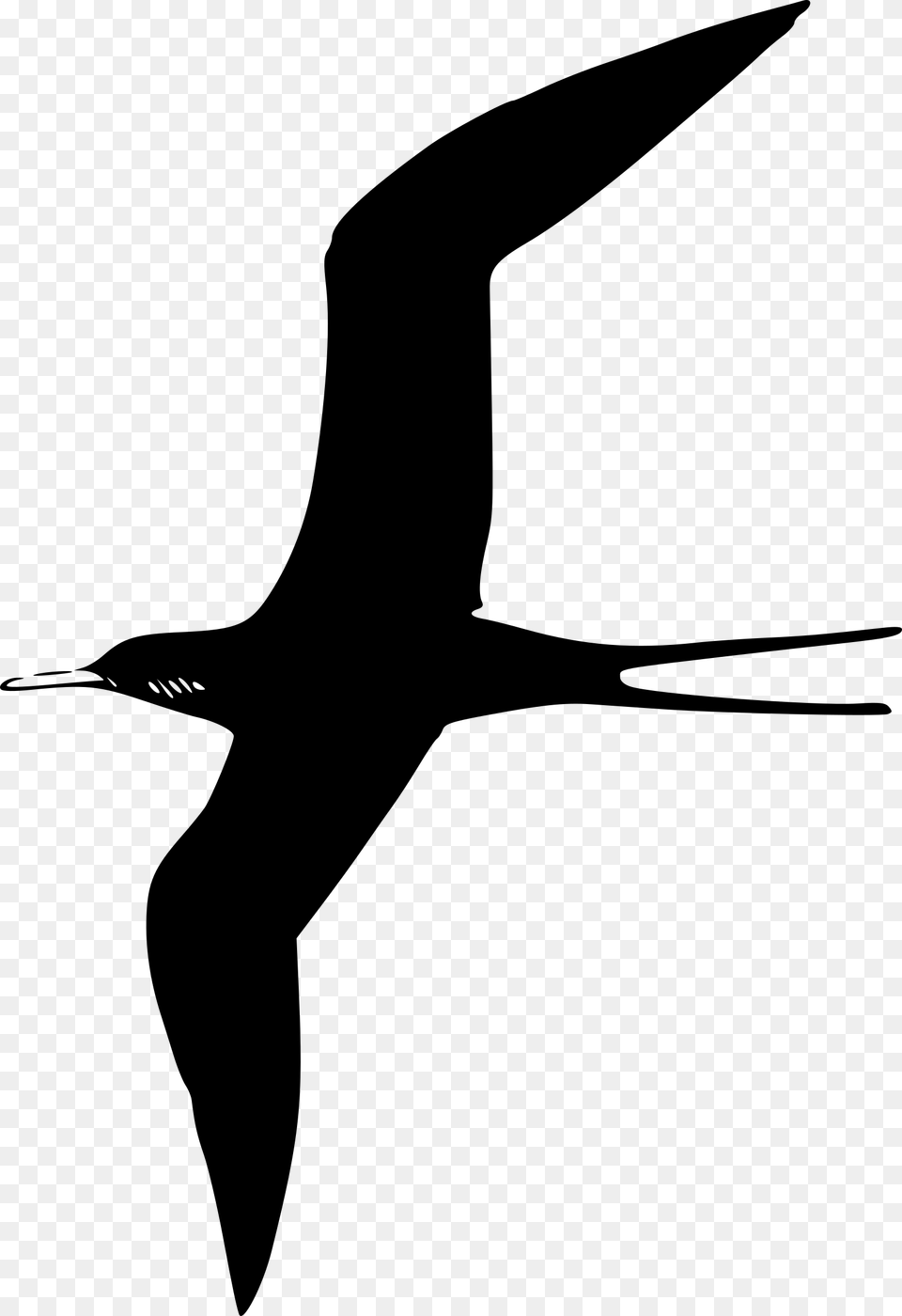 Frigate Bird Clip Arts Bird Clip Art Black, Gray Free Png