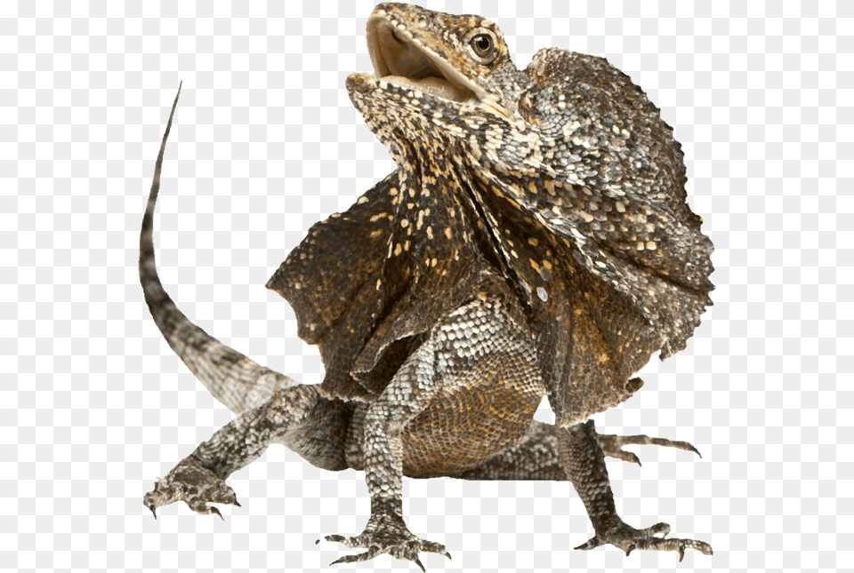 Frilled Lizard Frill Necked Lizard, Animal, Reptile, Iguana Free Png Download