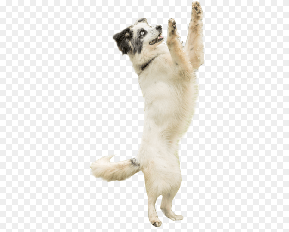 Frisbee, Animal, Canine, Dog, Husky Png Image