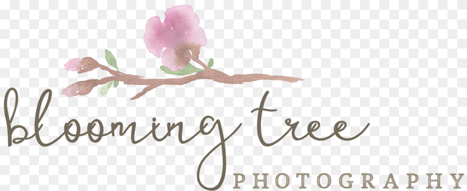 Frisco Newborn Photographer Rosa Glauca, Bud, Flower, Petal, Plant Free Png