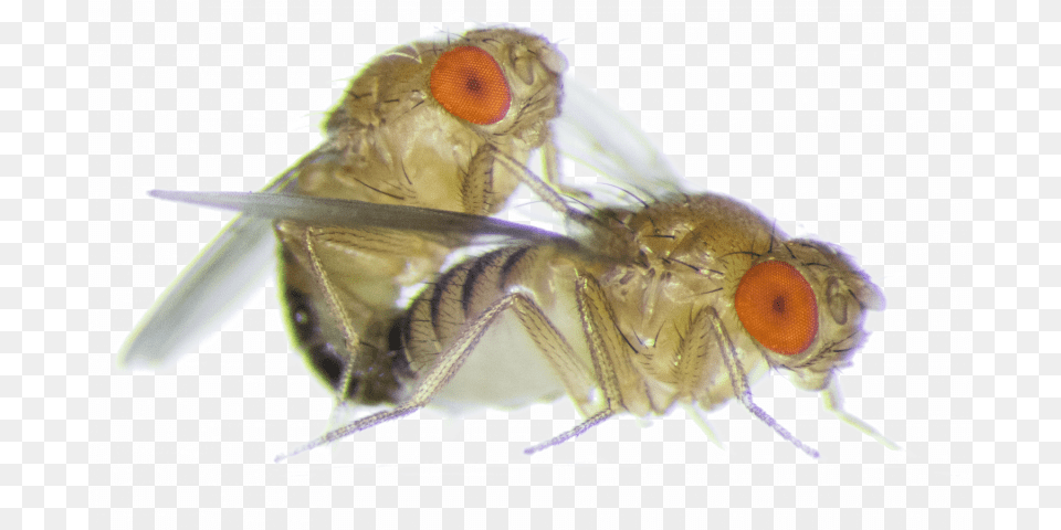 Frisky Female Fruit Flies Become More Aggressive Towards Fruit Fly, Animal, Insect, Invertebrate, Apidae Free Transparent Png