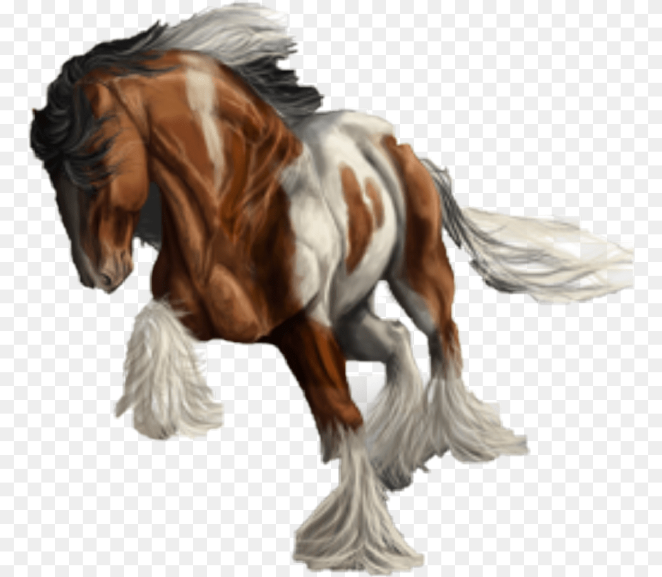 Frison Pinto Caballos, Animal, Horse, Mammal, Stallion Png Image