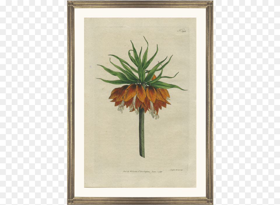 Fritillaria Imperialis Prent, Leaf, Plant, Flower, Art Free Png Download