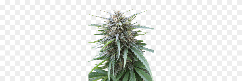Frizzy Kush Kush, Hemp, Plant, Flower, Leaf Png Image