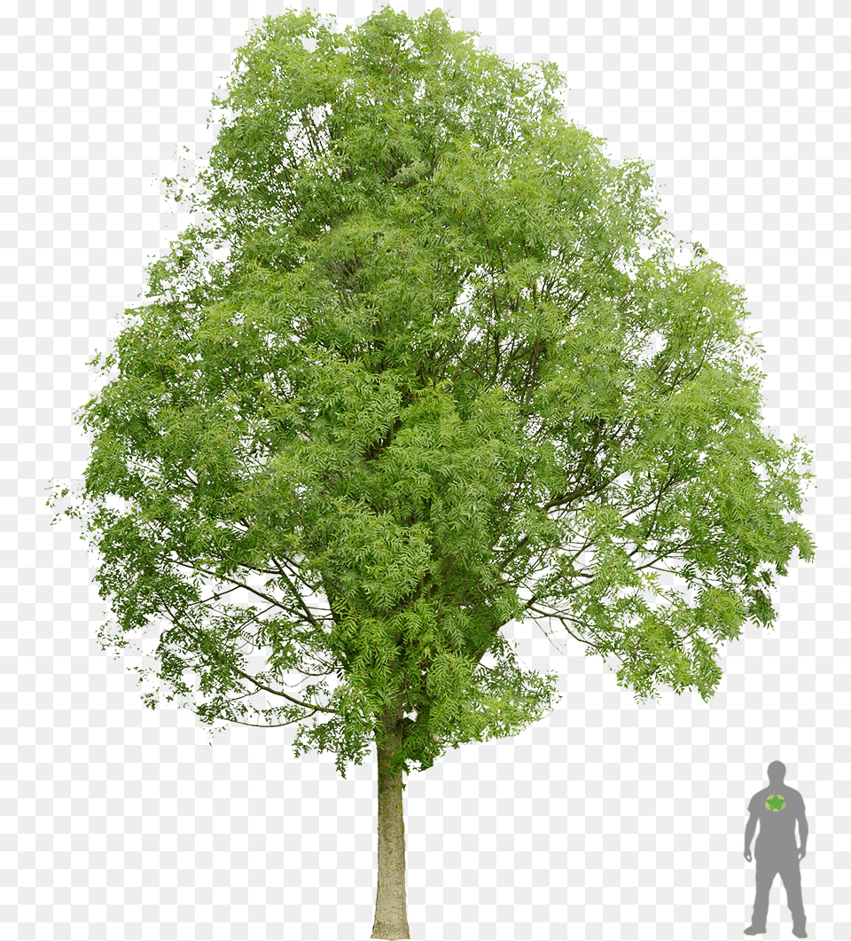 Frne Commun Architecture Layout Architecture Graphics Norway Maple Tree, Oak, Plant, Sycamore, Tree Trunk Free Png Download