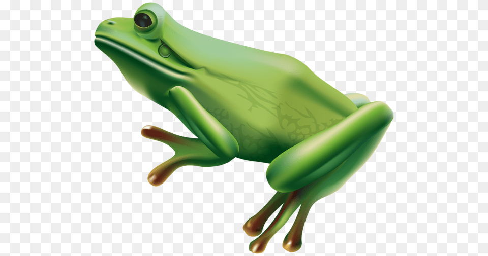 Frog, Amphibian, Animal, Wildlife, Tree Frog Free Png Download