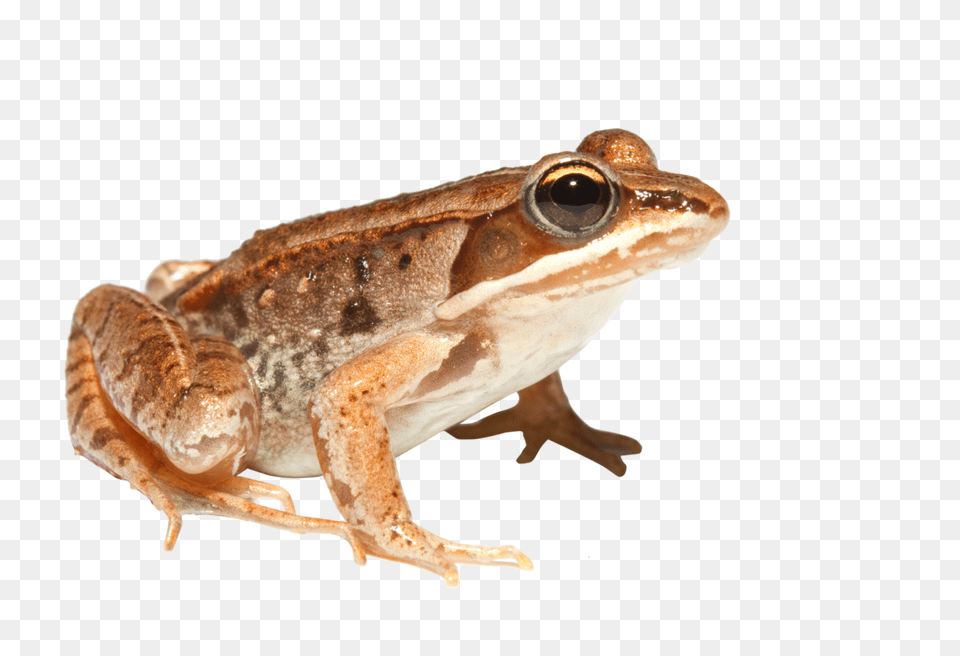 Frog, Amphibian, Animal, Wildlife, Fish Png Image