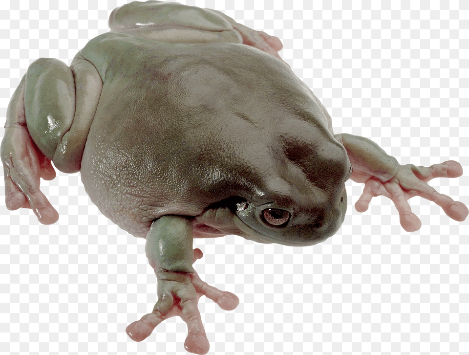 Frog, Amphibian, Animal, Wildlife, Baby Free Png