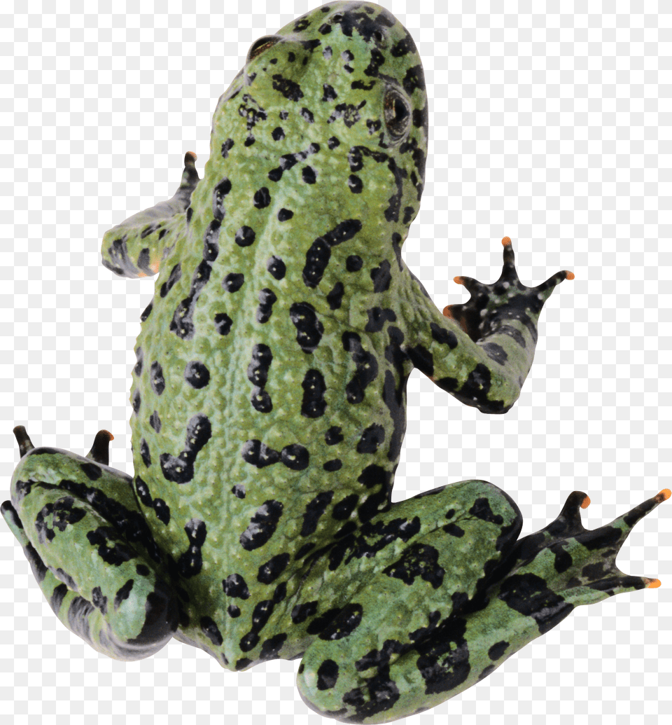 Frog, Amphibian, Animal, Wildlife, Reptile Free Png Download