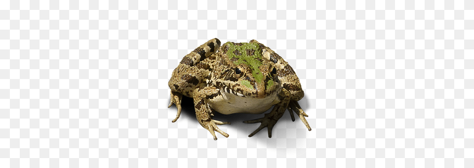 Frog Amphibian, Animal, Wildlife, Lizard Png