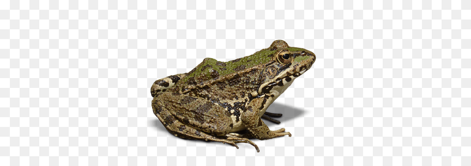 Frog Amphibian, Animal, Wildlife, Lizard Free Transparent Png