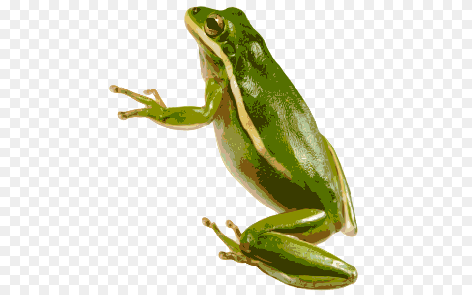 Frog, Amphibian, Wildlife, Animal, Tree Frog Free Png