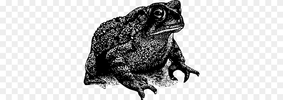 Frog Gray Free Png Download