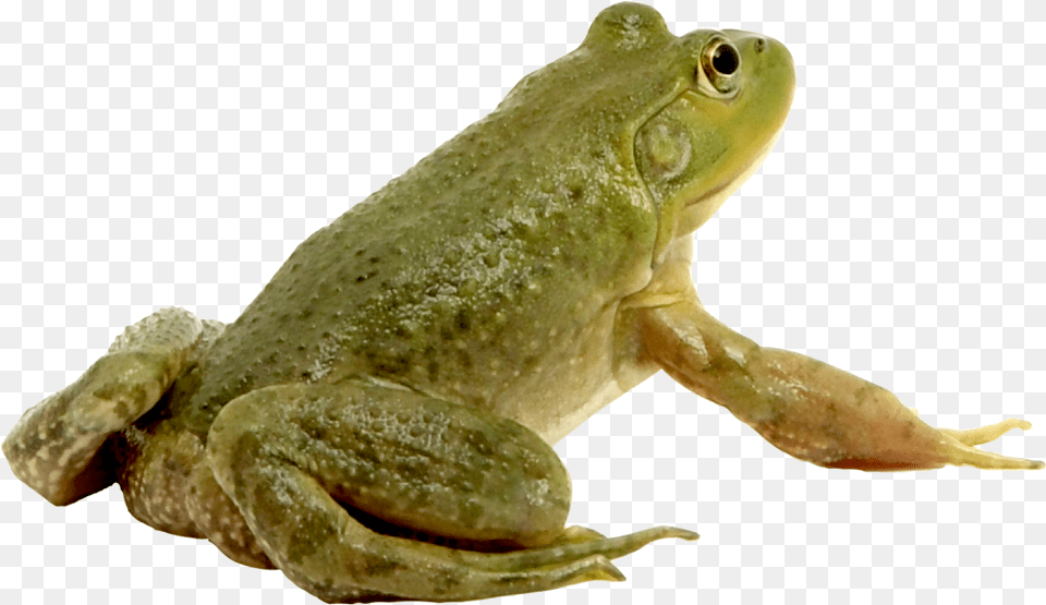Frog, Amphibian, Animal, Wildlife, Lizard Png Image