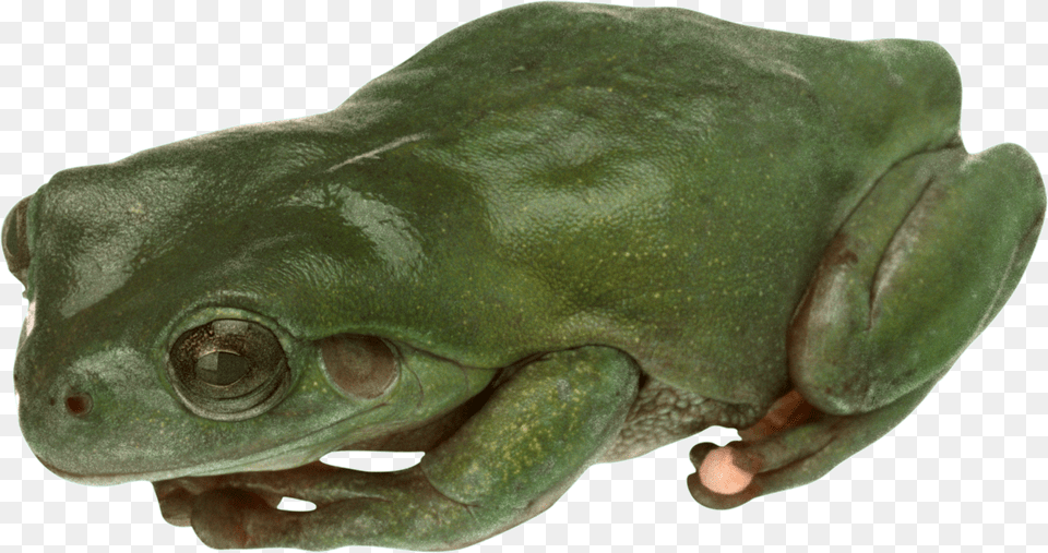 Frog, Amphibian, Animal, Wildlife, Fish Free Transparent Png