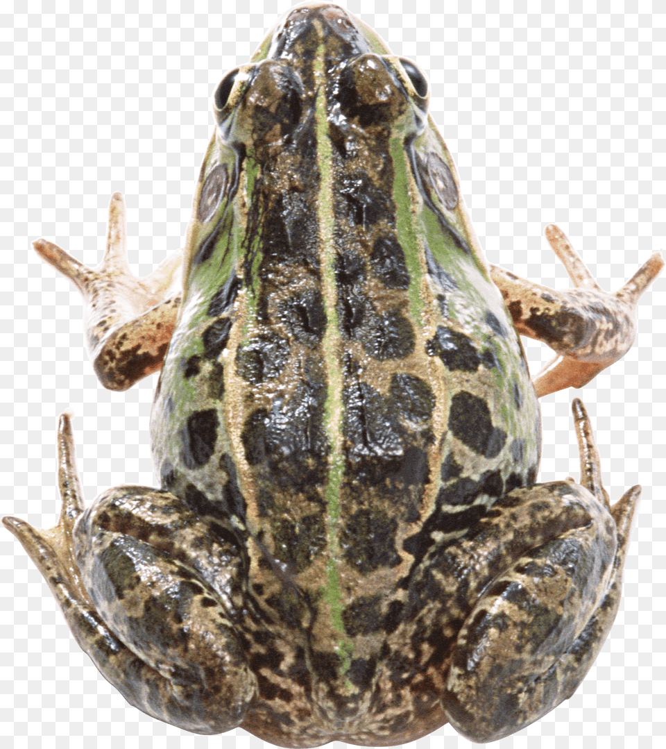 Frog, Amphibian, Animal, Wildlife, Reptile Png Image