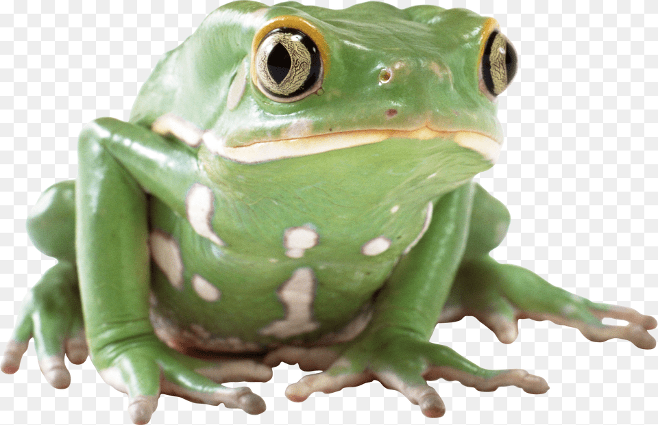 Frog, Amphibian, Animal, Wildlife, Dinosaur Png Image