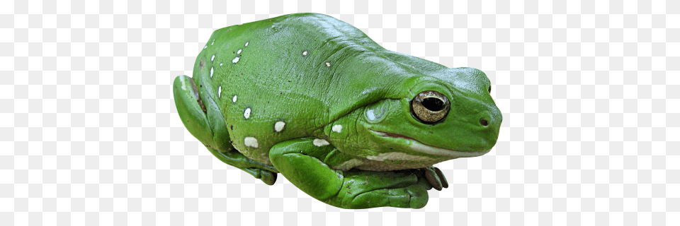 Frog, Amphibian, Animal, Wildlife, Lizard Free Png