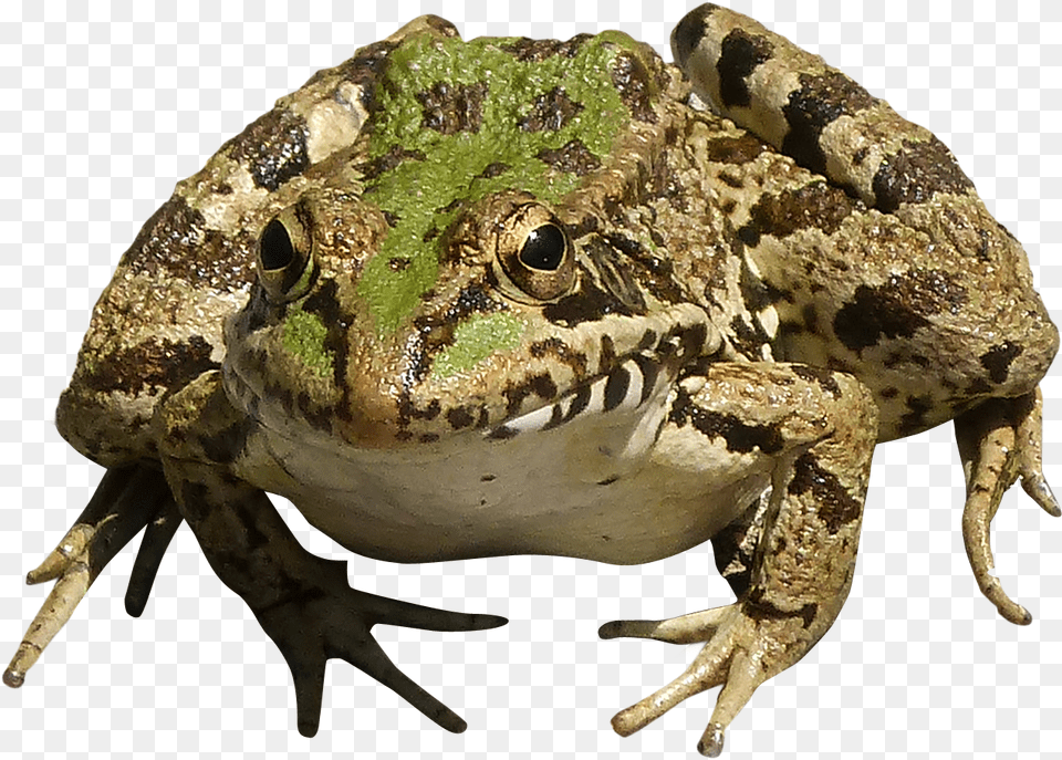 Frog, Amphibian, Animal, Wildlife, Lizard Free Transparent Png