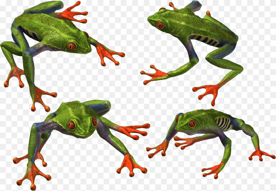 Frog, Amphibian, Animal, Wildlife, Dinosaur Free Transparent Png