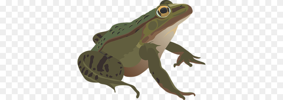 Frog Amphibian, Animal, Wildlife, Person Png