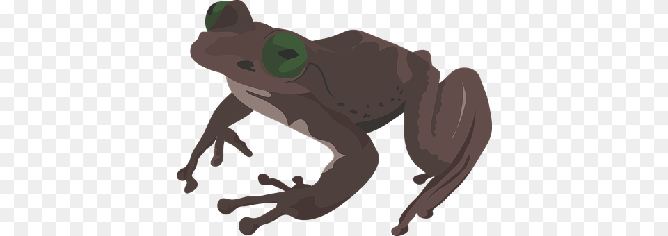 Frog Amphibian, Animal, Wildlife, Baby Free Png