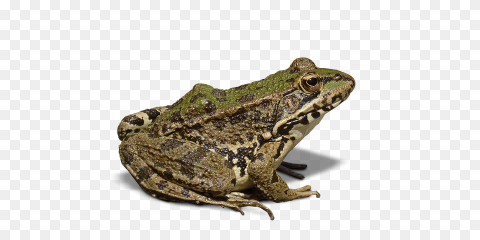 Frog, Amphibian, Animal, Wildlife, Lizard Free Png Download