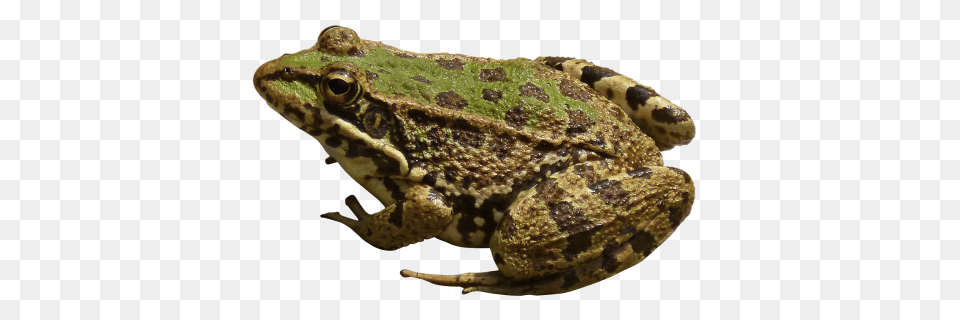 Frog, Amphibian, Animal, Wildlife, Lizard Free Png