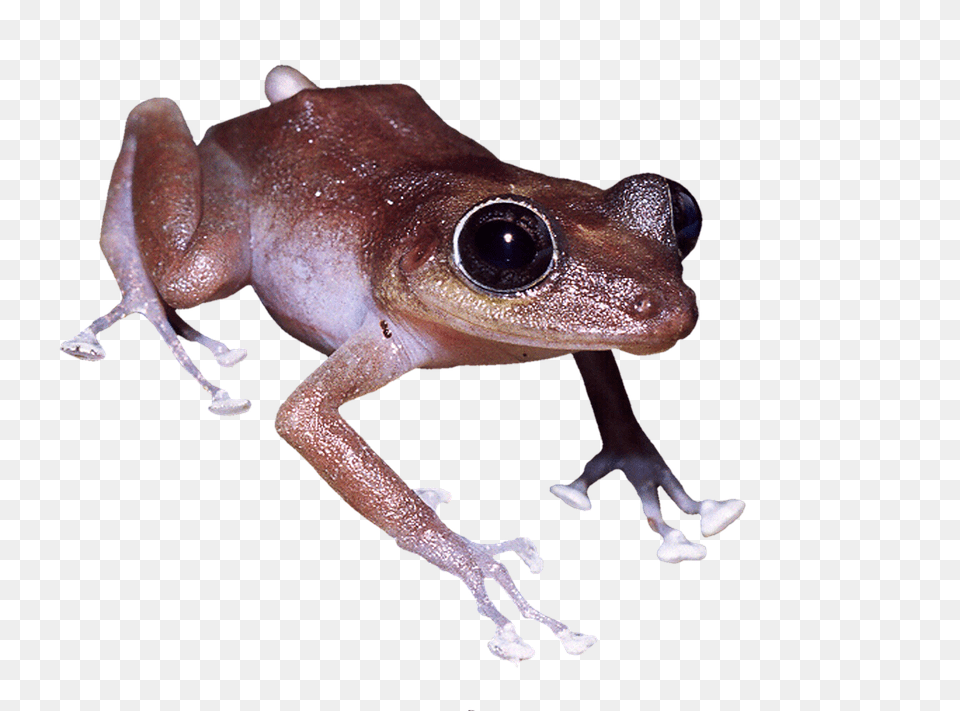 Frog Amphibian, Animal, Wildlife, Lizard Png Image