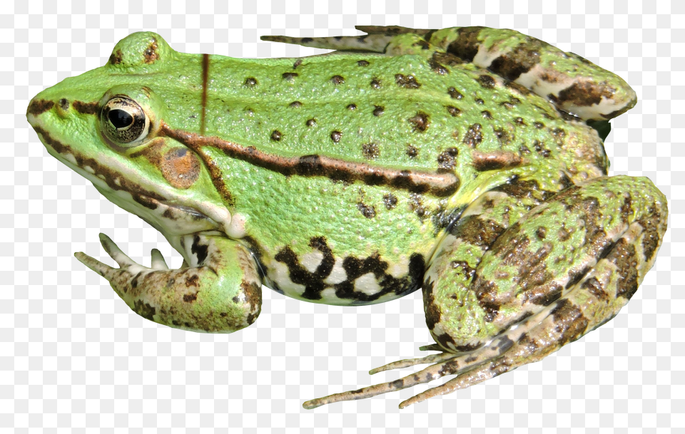 Frog Free Png Download