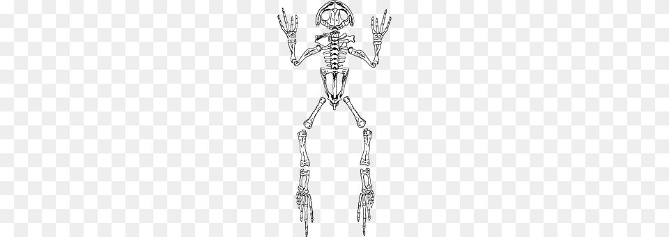 Frog Skeleton Free Png