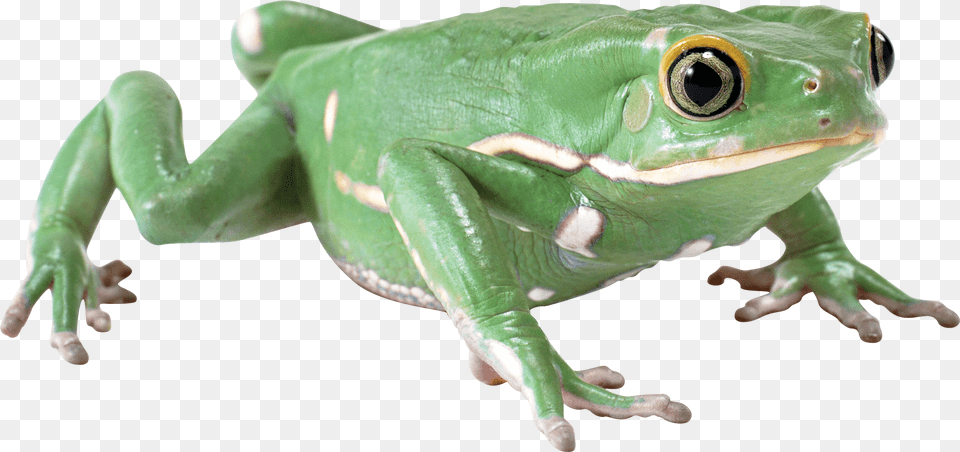 Frog, Amphibian, Animal, Wildlife, Lizard Free Png