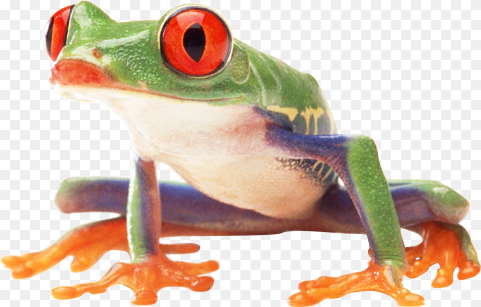 Frog, Amphibian, Animal, Wildlife, Tree Frog Png