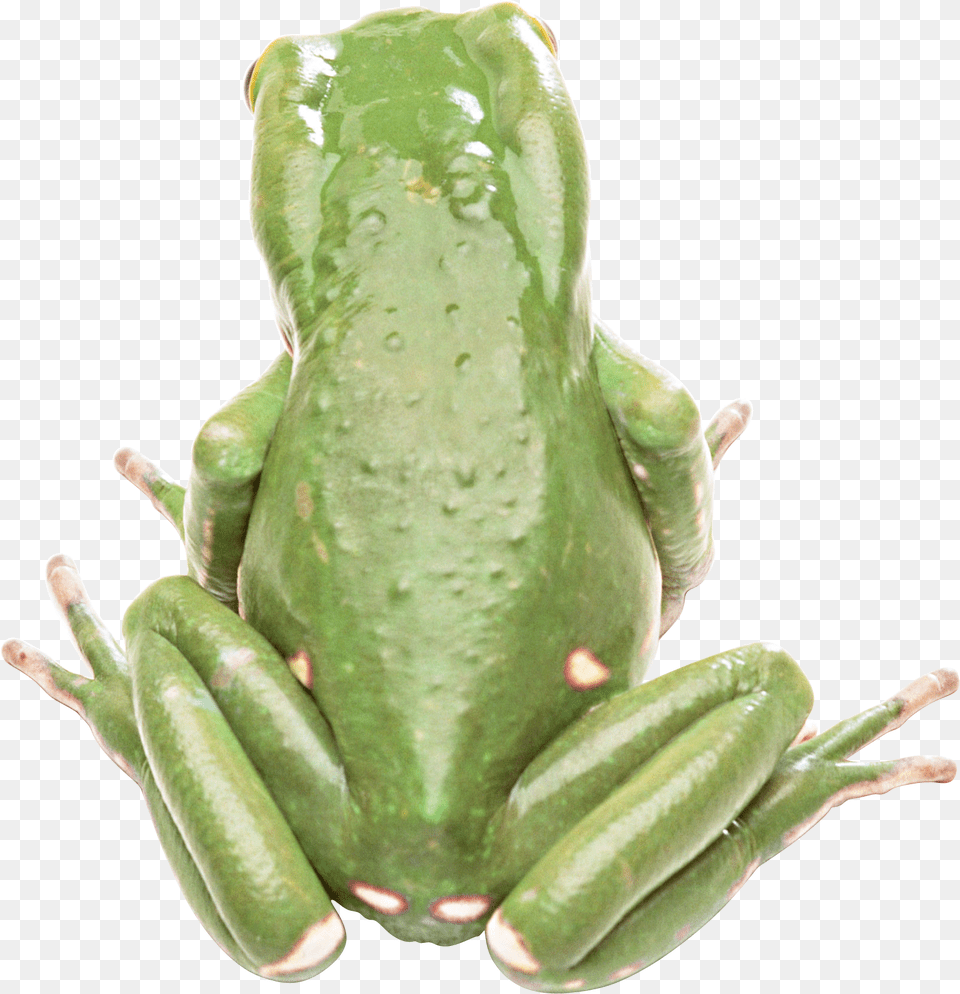 Frog, Amphibian, Animal, Wildlife, Tree Frog Png