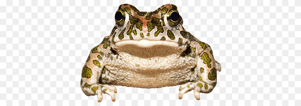 Frog Animal, Wildlife, Amphibian, Toad Png