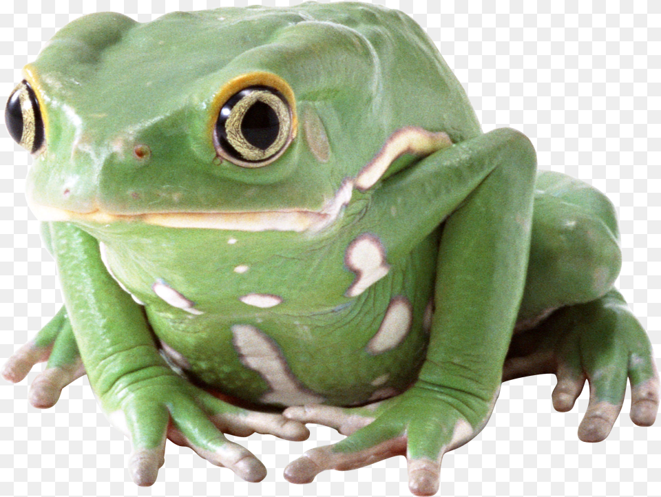 Frog, Amphibian, Animal, Wildlife, Tree Frog Png