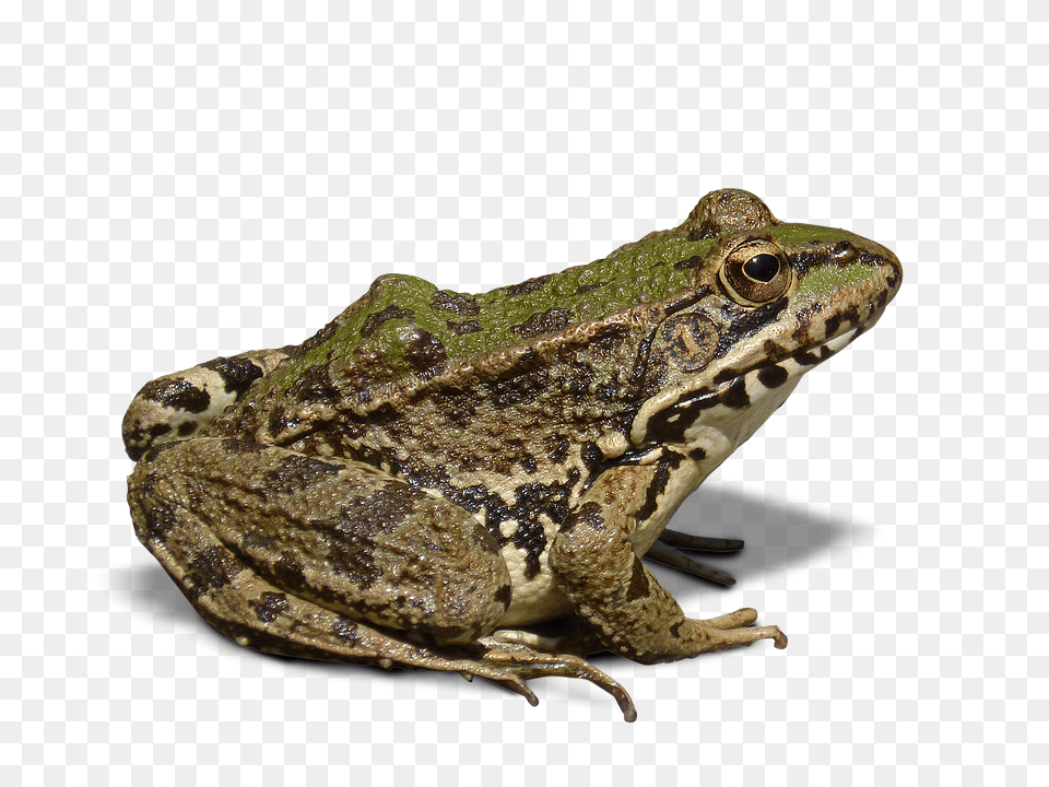 Frog, Amphibian, Animal, Wildlife, Lizard Free Transparent Png